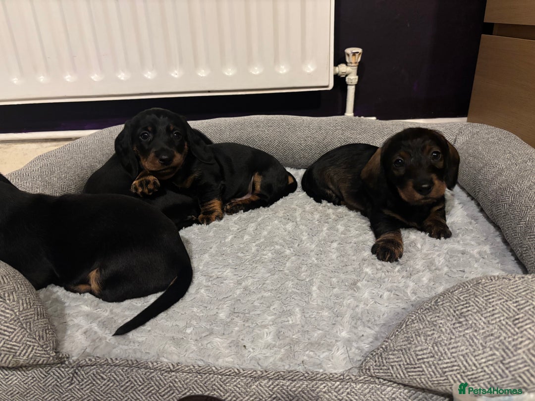 Dachshund dogs for sale: Four beautiful wire haired boys - Advert 16