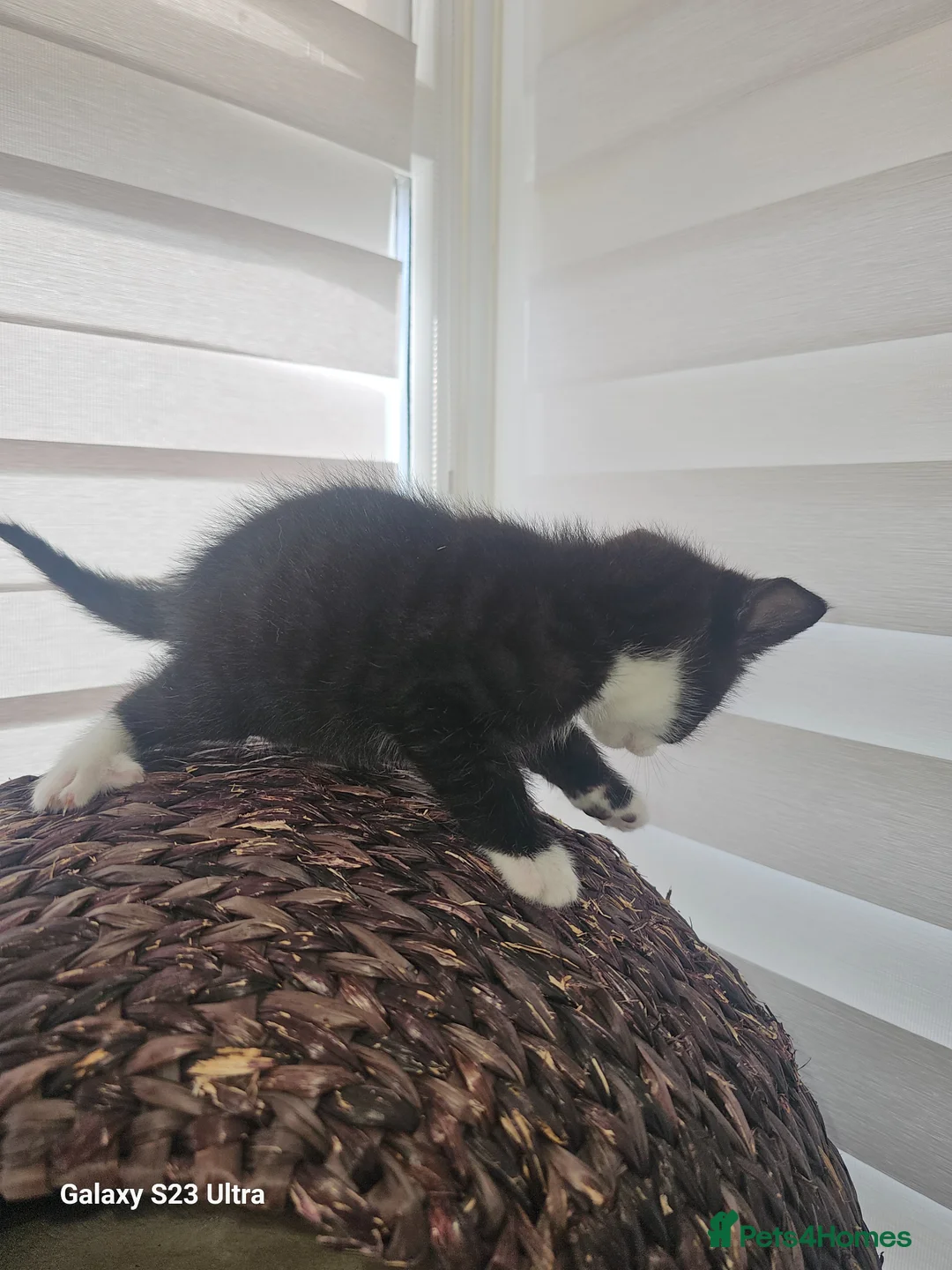British Shorthair cats for sale: Kitens for sale in Liverpool - Advert 14