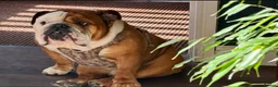 English Bulldog dogs for sale: 2 stunning girls dad is gold health tested  - Advert 5
