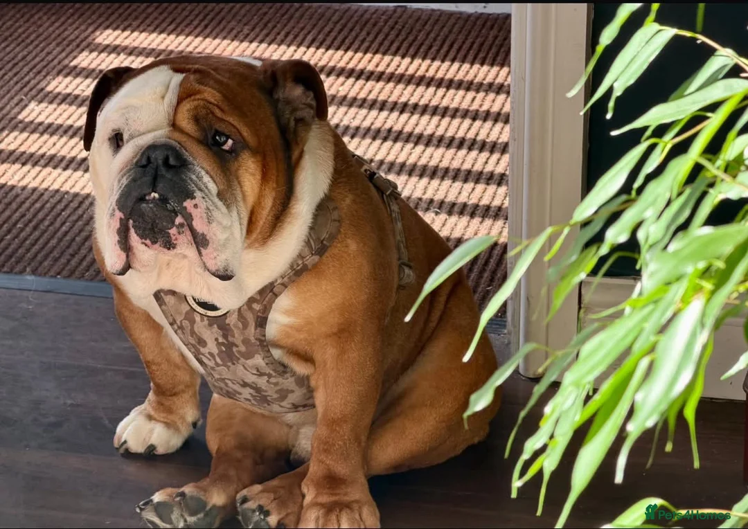 English Bulldog dogs for sale: 2 stunning girls dad is gold health tested  - Advert 5