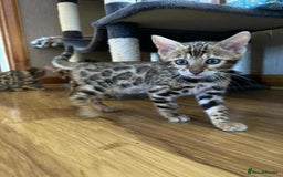 Bengal cats for sale: Bengal kittens - Image 4