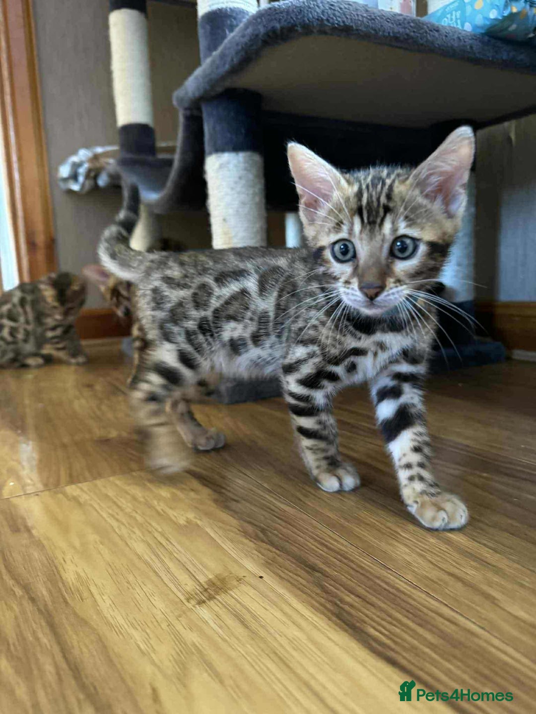 Bengal cats for sale: Bengal kittens - Image 4