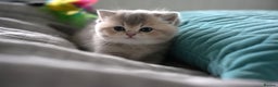 Scottish Fold cats for sale: Scottish fold - Advert 26