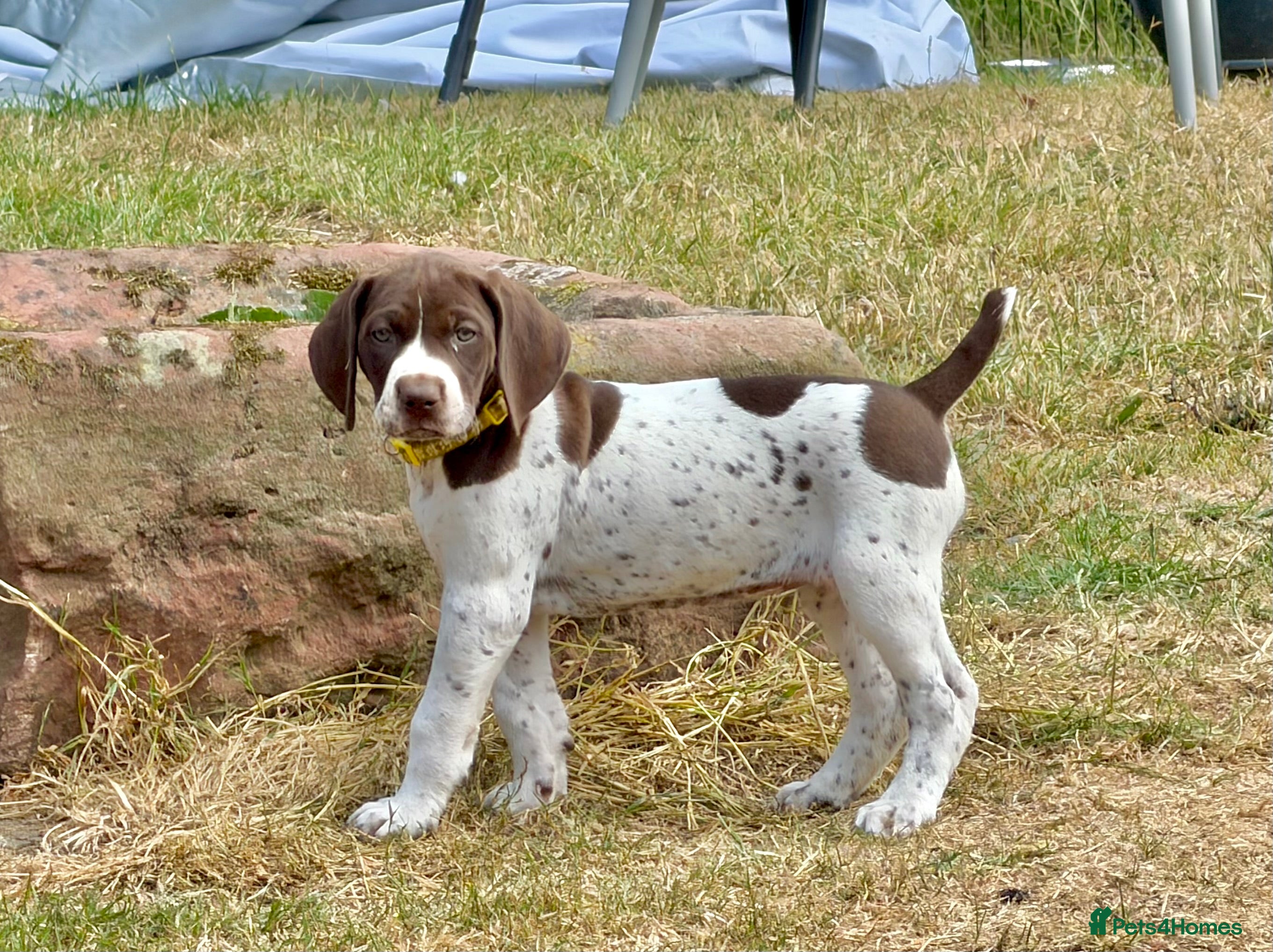 German Shorthaired Pointer dogs KC Registered German Shorthaired Pointer Puppies - Advert 2