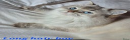 British Shorthair cats for sale: Exceptional BSH& BLH blue golden shaded Ny11 💖 - Advert 6