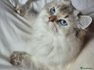 British Shorthair cats Exceptional BSH& BLH blue golden shaded Ny11 💖 - Advert 6