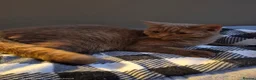 British Shorthair cats for sale: 🤎 Stunning Cinnamon British Shorthair Female 🤎 in Birmingham - Advert 3