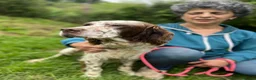 English Setter dogs for adoption: Kemon in Alfreton - Advert 4