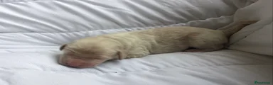 Stunning cream boy puppy 6