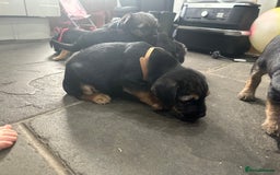 Border Terrier dogs for sale: Border Terrier Pups -Beautiful Pedigree  - Image 19