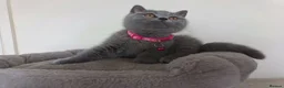 British Shorthair cats for sale: Ready to go. Gccf registered blue BSH kittens - Advert 12