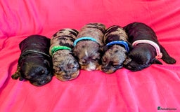 Cavapoo dogs for sale: Beautiful Phantom Merle and Phantom Cavapoos - Image 3