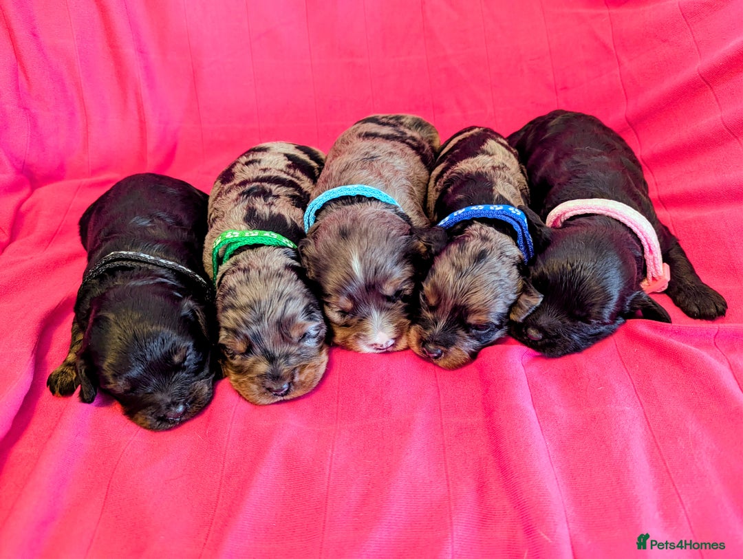 Cavapoo dogs for sale: Beautiful Phantom Merle and Phantom Cavapoos - Image 3
