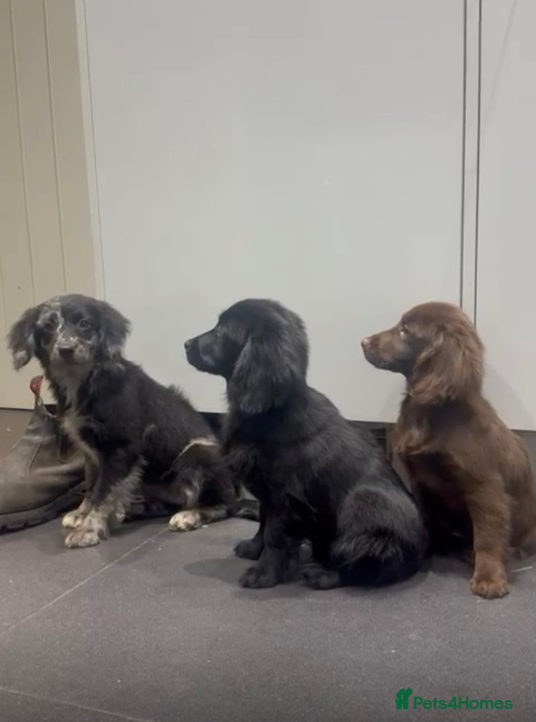 Cockapoo dogs for sale: Silver merle cockapoo puppies  - Advert 17