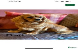 Cavalier King Charles Spaniel dogs for sale: KC reg, pedigree CKCS girl, ready to go - Image 13