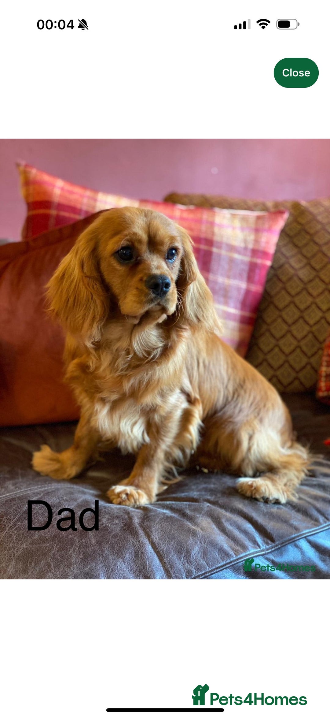Cavalier King Charles Spaniel dogs for sale: KC reg, pedigree CKCS girl, ready to go - Image 13