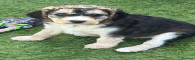 Cockapoo 5