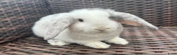 Mini Lop rabbits for sale: Beautiful Baby Mini Lops Ready Now - Advert 1