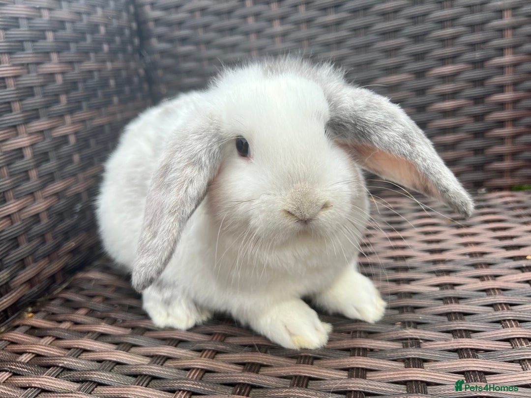 Mini Lop rabbits for sale: Beautiful Baby Mini Lops Ready Now - Advert 1