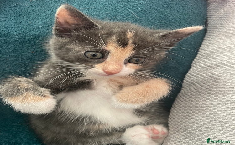 Domestic Shorthair cats - Advert 2