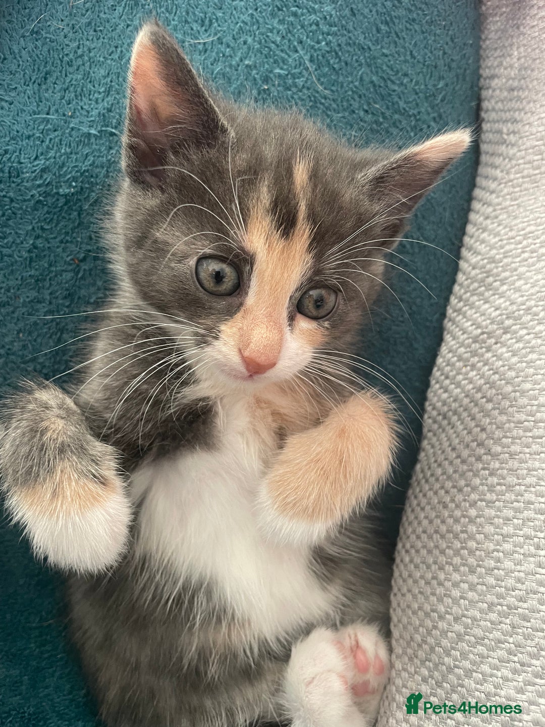 Domestic Shorthair cats for sale: Last little girl kitten from litter of 5  - Image 1