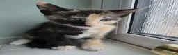 Mixed Breed cats for sale: Cute Bengal Siamese mix  in London - Advert 5