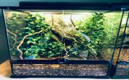 Gecko reptiles for sale: Crested Gecko with Large Exo Terra and Decor - Image 1