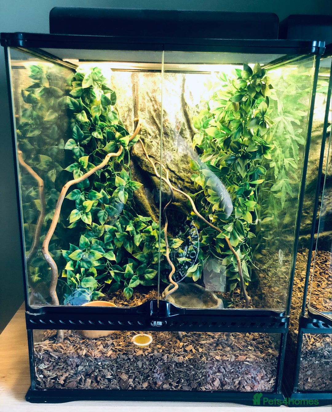 Gecko reptiles for sale: Crested Gecko with Large Exo Terra and Decor - Image 1