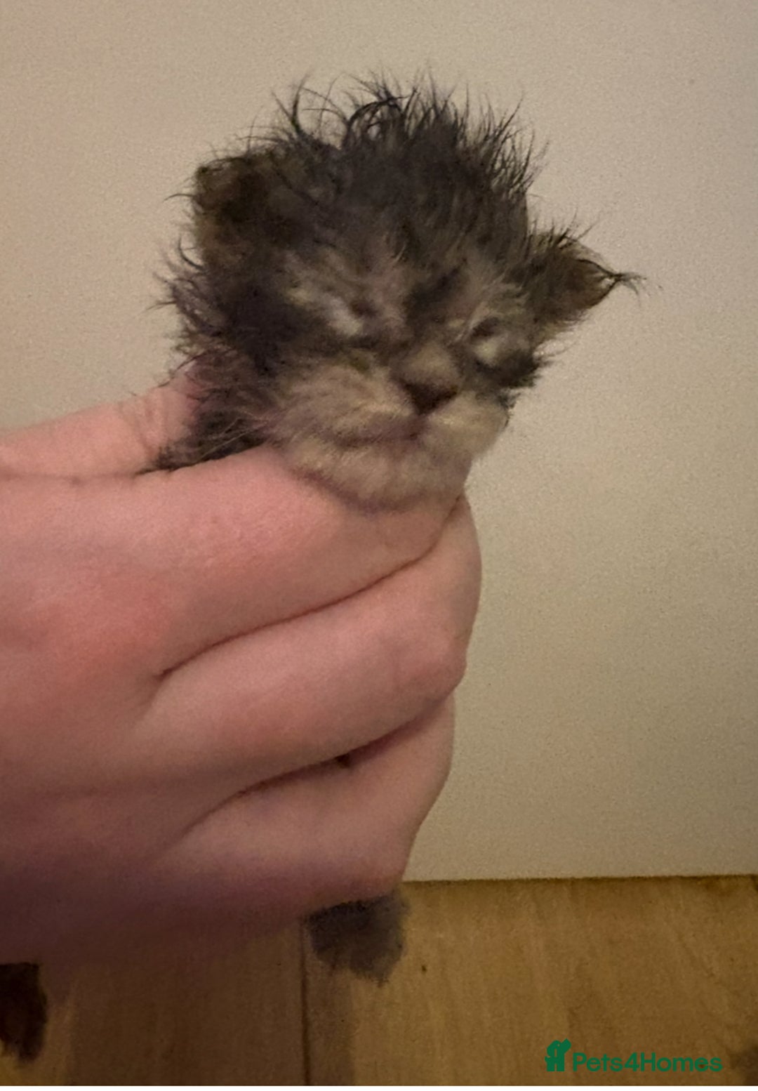 Maine Coon cats for sale: STUNNING SILVER MAINE COON BOYS  - Advert 2