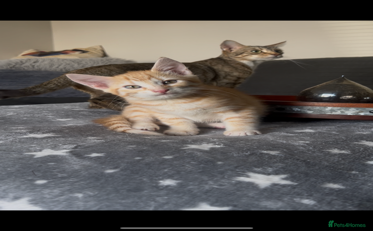 Mixed Breed cats - Advert 1