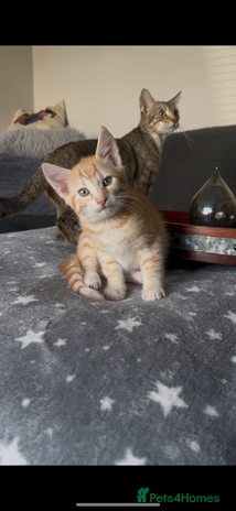 Mixed Breed cats - Advert 6