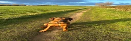 Rhodesian Ridgeback dogs for sale: KC Registered Ridgeback Male Seeking Forever Home  in Huntingdon - Advert 6