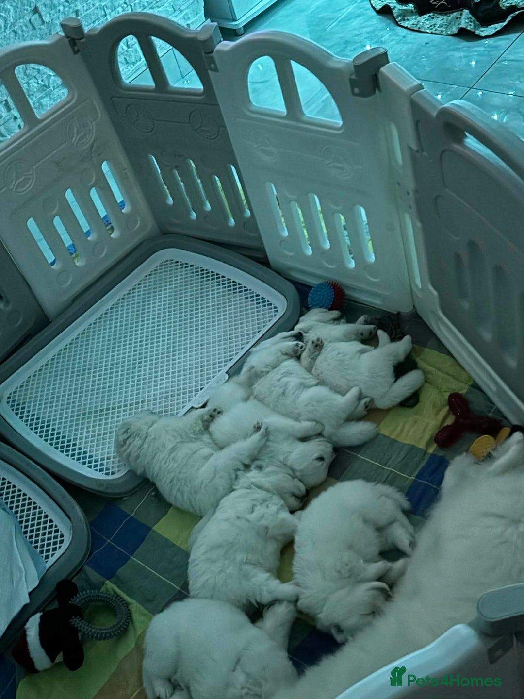 Samoyed dogs for sale: KC reg. Samoyed puppies with champ bloodline  - Advert 2