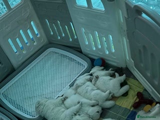 Samoyed dogs KC reg. Samoyed puppies with champ bloodline - Advert 13