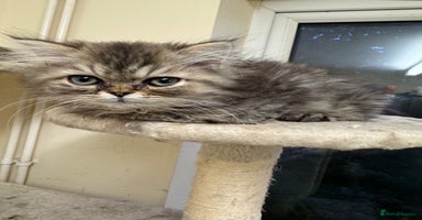 Persian cats Golden Shaded Persian – Microchipped & Vaccinated - Advert 9