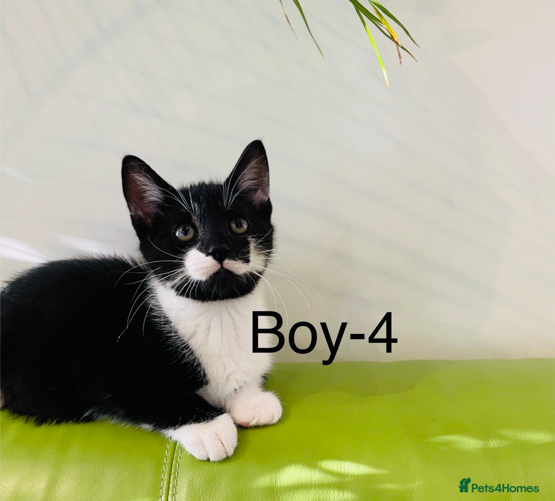 Mixed Breed cats for sale: Beautiful ,clever ,healthy village Kittens - Image 24