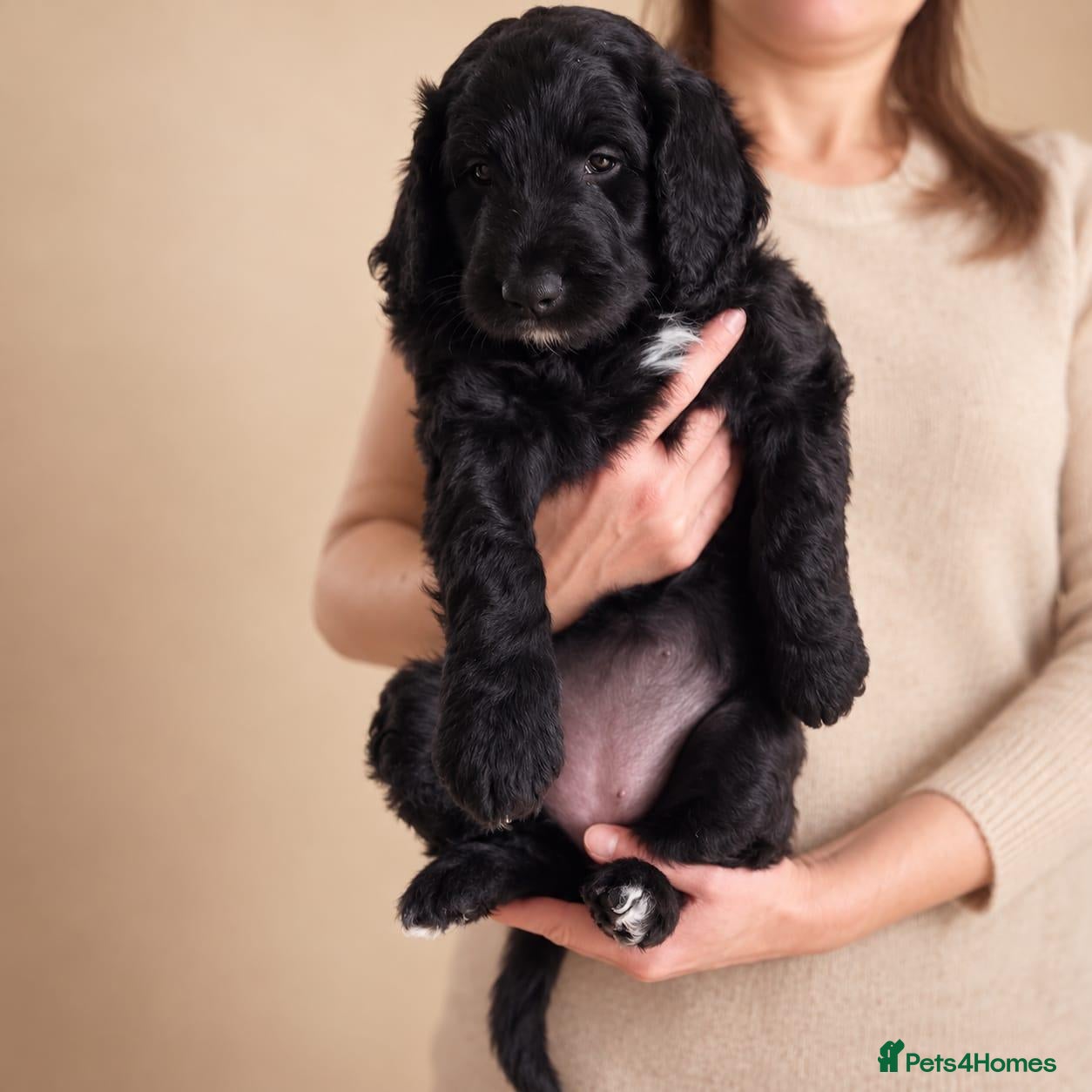 Bordoodle dogs for sale: Beautiful Home-Raised Bordoodle Pups – 1 girl left - Advert 3
