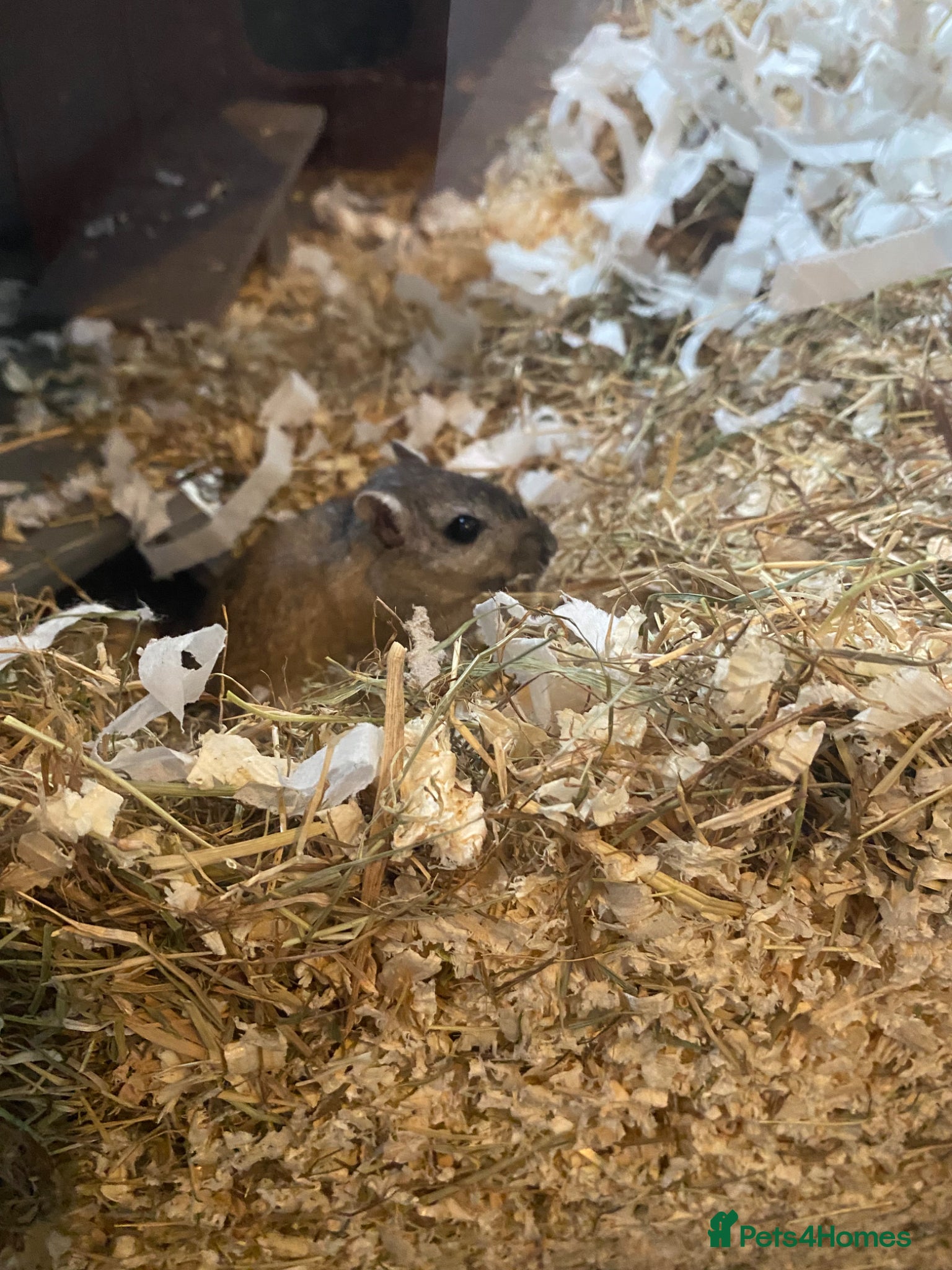 Gerbil rodents for sale: 2 female gerbils for sale  in Telford - Advert 8