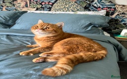 British Shorthair cats for sale: Ginger British Short Hair in Need of a Loving Home - Image 4