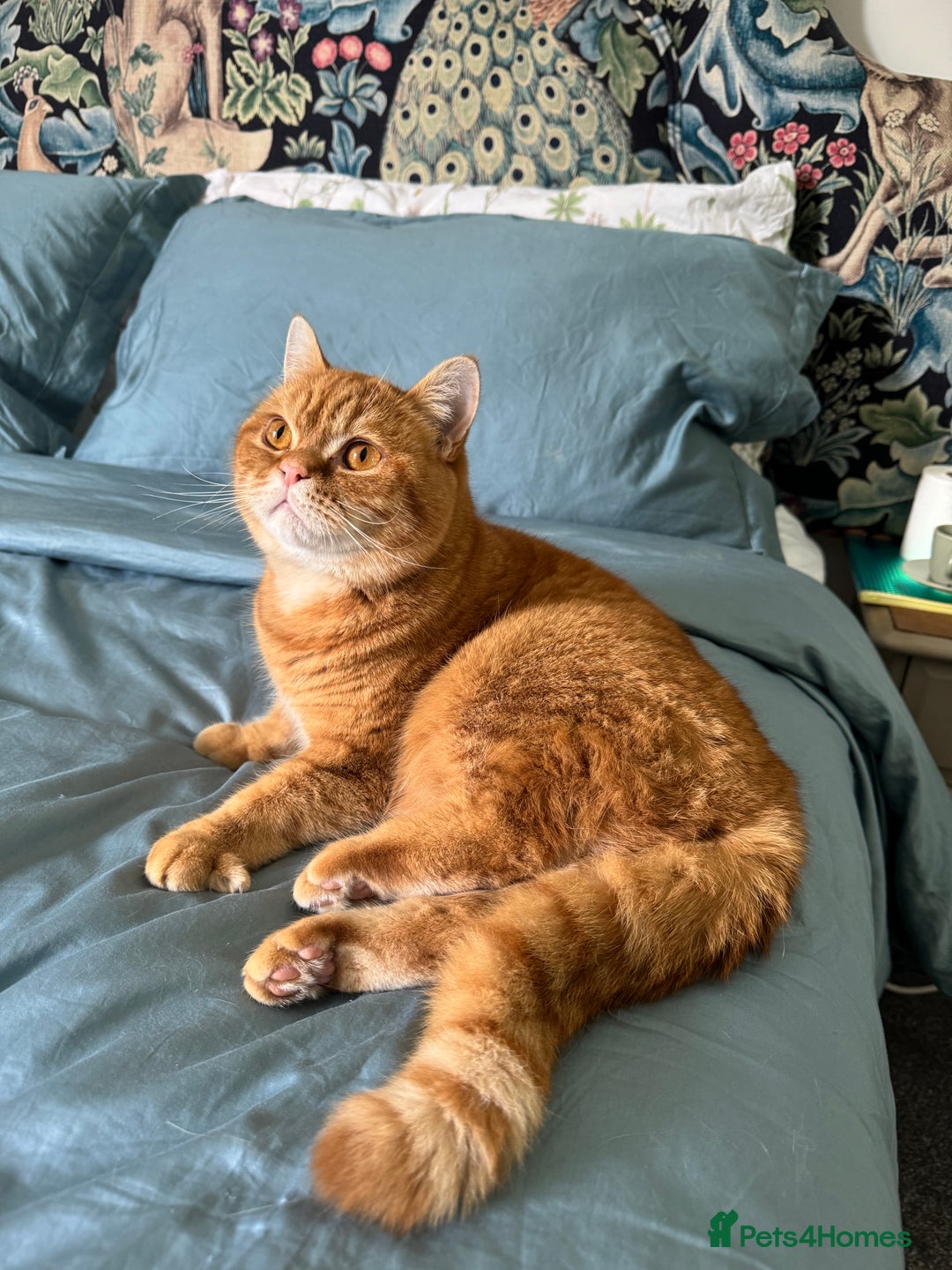 British Shorthair cats for sale: Ginger British Short Hair in Need of a Loving Home - Image 4