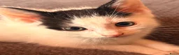 Mixed Breed cats for sale: 4 Beautiful Kittens are available to move in! - Advert 15