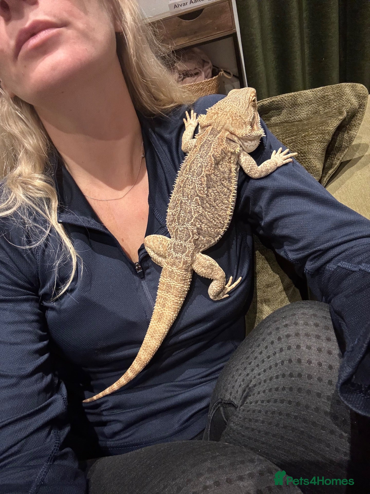 Bearded Dragon reptiles Bearded dragon 18 month old - Advert 1