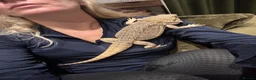 Bearded Dragon reptiles for sale: Bearded dragon 18 month old in Frizington - Advert 1