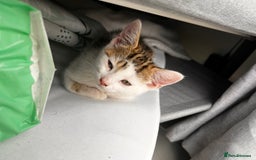 British Shorthair cats for sale: Last male kitten for sale  - Image 3