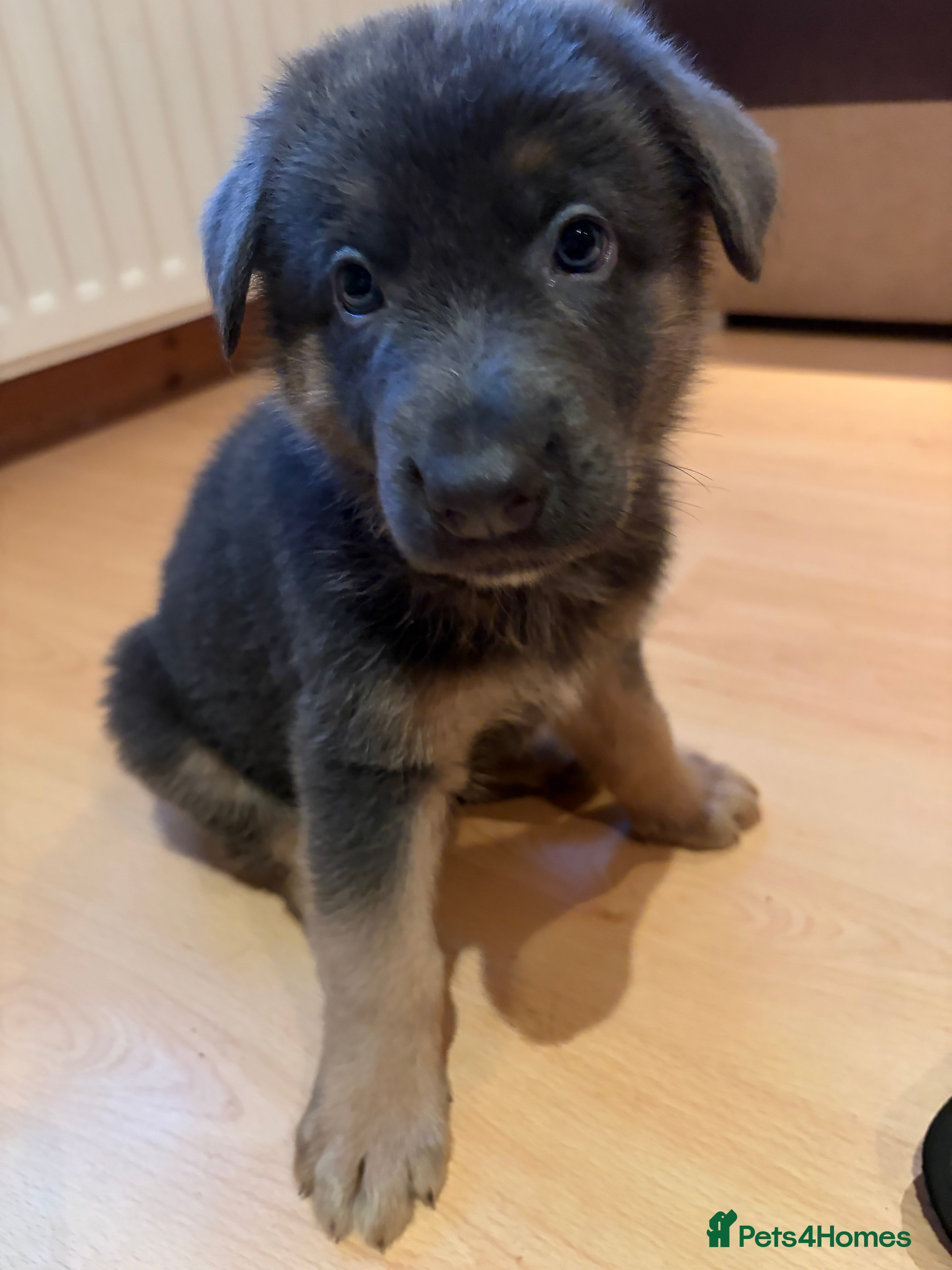 German Shepherd dogs Cute German shepherd puppies  - Advert 4