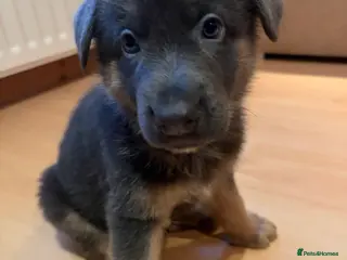 German Shepherd dogs Cute German shepherd puppies - Advert 4