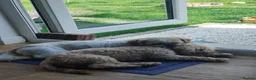 Mixed Breed dogs for sale: Puppy in Perth - Advert 6