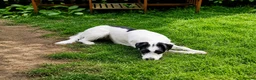 Mixed Breed dogs for adoption: 🐾 Stella – Looking For Patience & Love 💛 - Advert 3