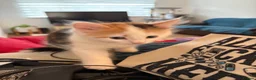Mixed Breed cats for sale: Female long hair kittens in Southampton - Advert 7