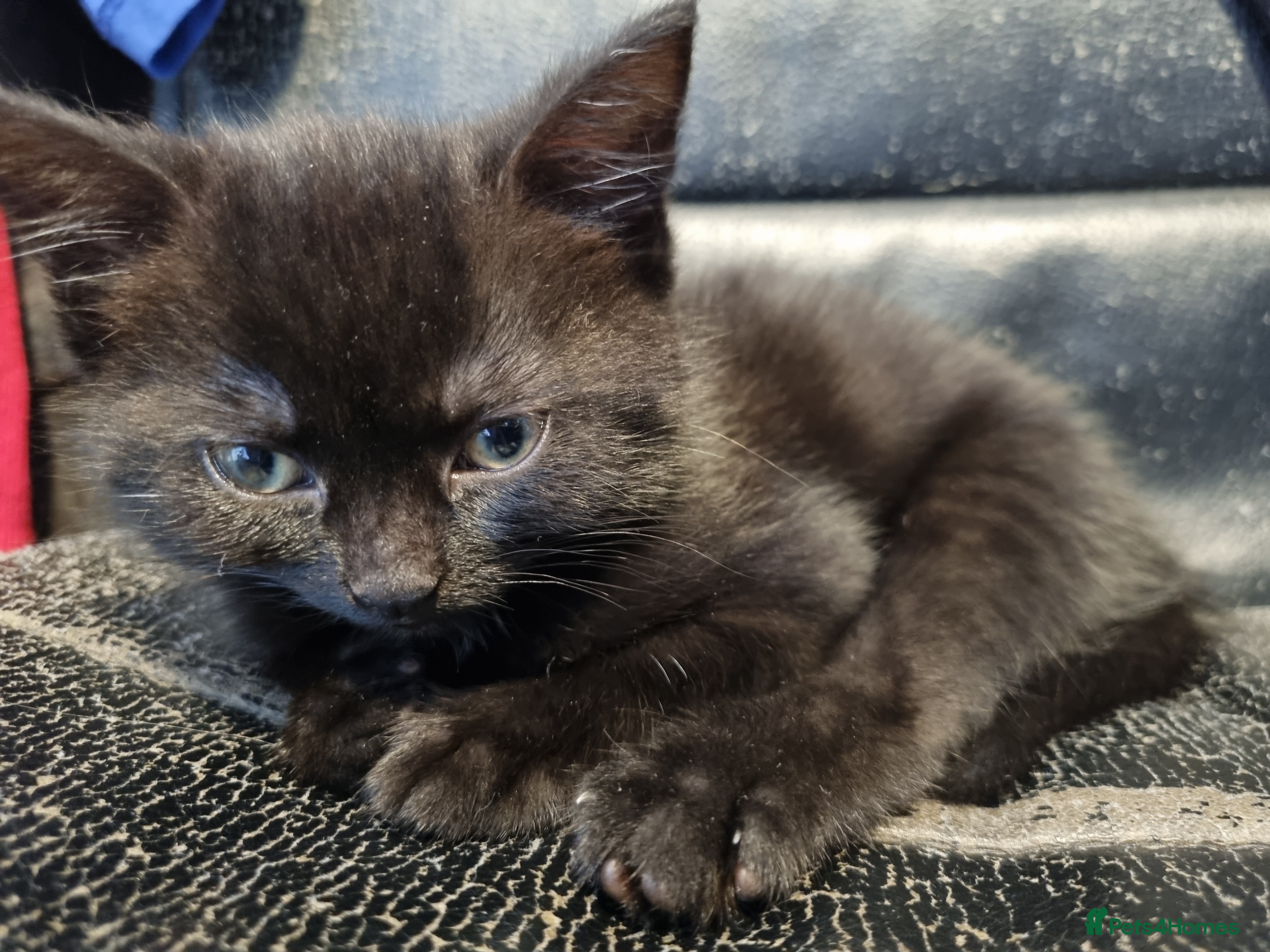 Mixed Breed cats Female kitten  - Advert 4